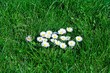 gänseblümchen in putbus gänseblümchen in putbus