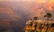 relaxin at the grand canyon