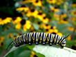 monarch caterpillar