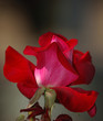just a red rose
