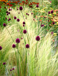 wild grass and plants