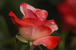 red-white rose