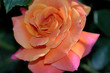 peach rose with purple look