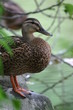 mallard mallard