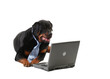 dog in a tie
