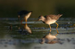 lesser yellowlegs