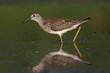 lesser yellowlegs lesser yellowlegs