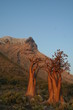 Socotra Island