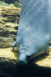 manatee in water