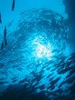schooling fish, sipadan island, borneo