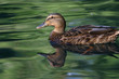 mallard mallard