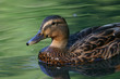 mallard mallard