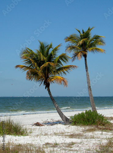 Foto: sand, sky, and palm trees sand, sky, and palm trees