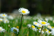 sommerlandschaft