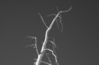 arbre mort arbre mort