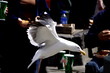 mouette en plein vol mouette en plein vol