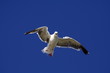 Mouette Rieuse Mouette Rieuse