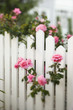 Rose bush growing over white picket fence.