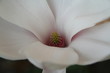 blüte