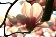 frühling