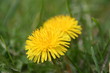 der frühling kommt