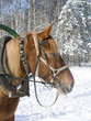 a horse in winter