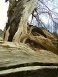baum sturm 1