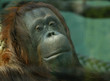 orangutanaffetraurig