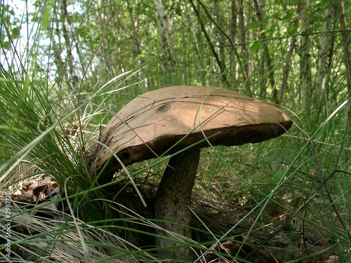mushroom in a grass
