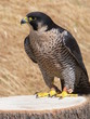 Foto: greifvogel greifvogel