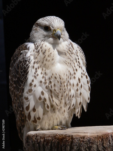 Foto: greifvogel greifvogel
