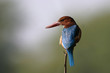 white throated kingfisher