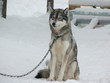 husky dog