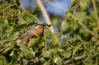 brahminy starling