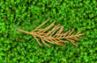 dry pine on moss