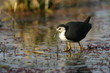 white breasted waterhen
