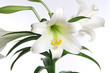 easter lily