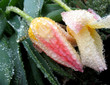 frozen flowers frozen flowers