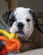 bulldog bulldog