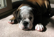 bulldog puppy bulldog puppy