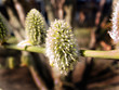 flowering branch