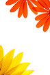 blank white page decorated with flower details