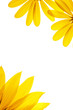 blank white page decorated with natural sunflower