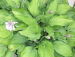 hosta flowering