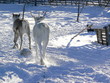 reindeer lapland