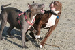 Photo: puppies at play puppies at play