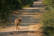 jackal