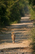 jackal
