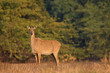 nilgai, aka blue bull