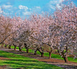 fruit tree orchard fruit tree orchard